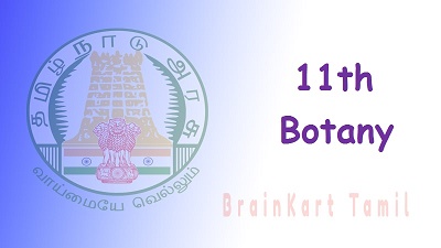 11th Botany
